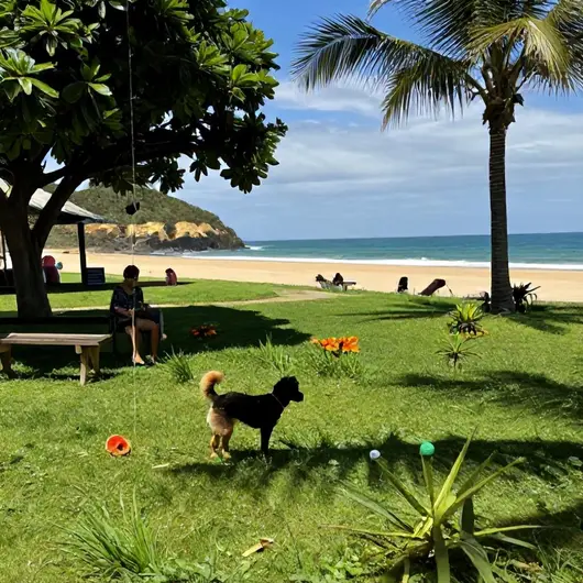 21 lugares pet friendly em João Pessoa: as melhores opções para curtir com seu amigo